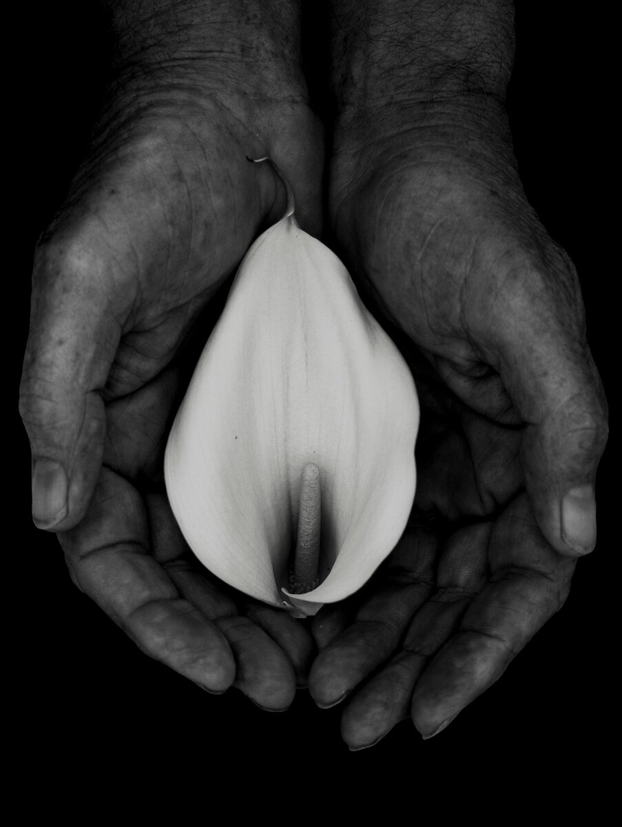 Calla lily — the inspiration behind the Metis Midlife Medicine logo